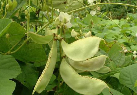 白扁豆原植物