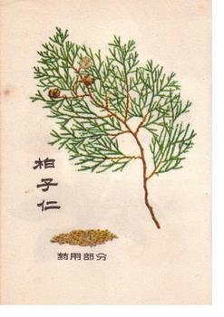 柏子仁圖