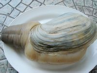 蚌粉原生態(tài)--蚌
