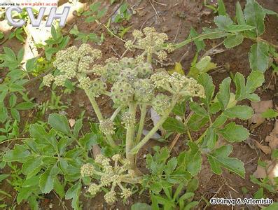 北沙參原植物