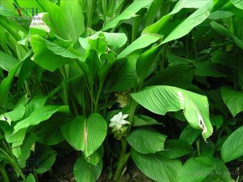 姜黃原植物