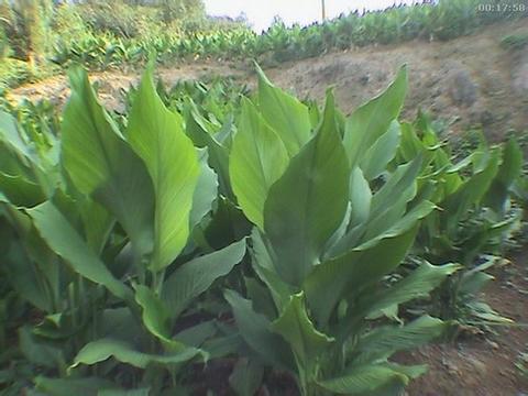 姜黃原植物