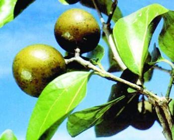 馬錢(qián)子原植物