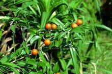 馬錢(qián)子原植物