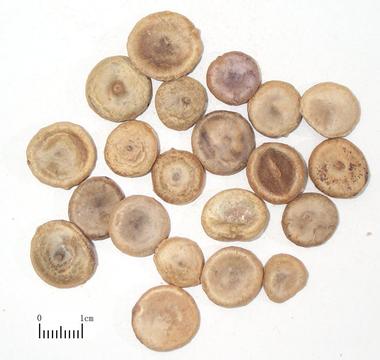 馬錢(qián)子藥材