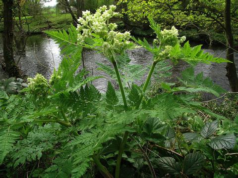 沒藥原植物