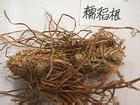 糯稻根須