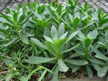 三七原植物