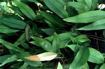 石韋原植物