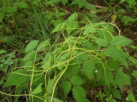 菟絲子原植物