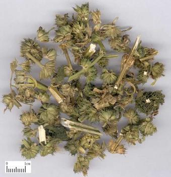 益母草飲片