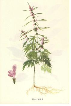 益母草圖片