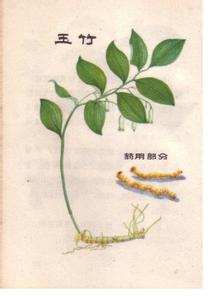 玉竹圖