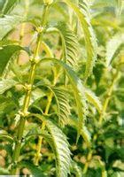 澤蘭原植物