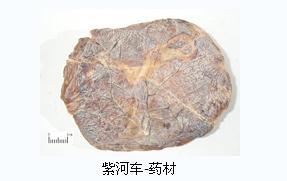 紫河車藥材