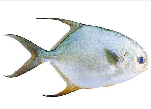 鯧魚(yú)